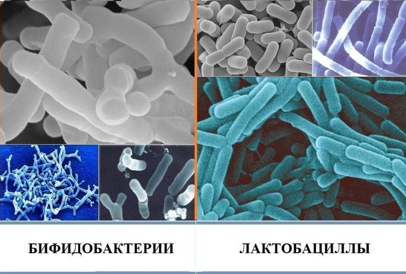 анализ кала на копрограмму